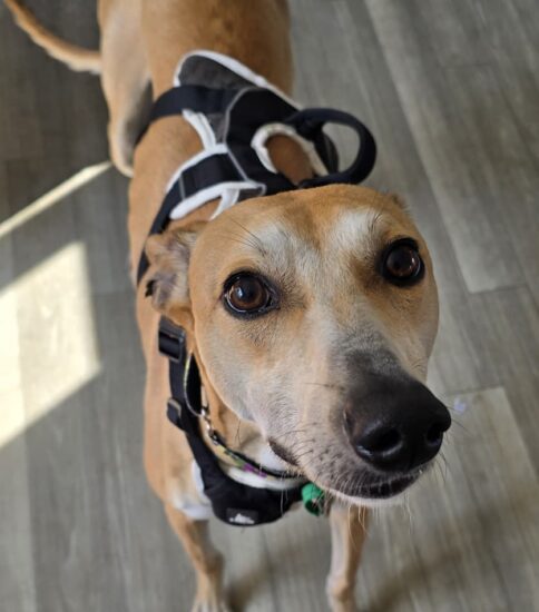 Cecil, a 3 years old male Lurcher available for adoption from Jerry Green Dog Rescue in Lincolnshire