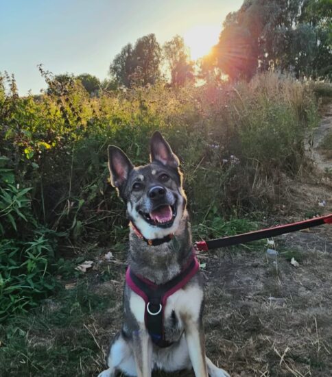 Harper, a 8 years old female German Shepherd X available for adoption from Jerry Green Dog Rescue in Lincolnshire