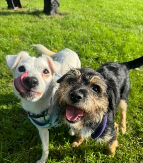 Della And Gwen, a 1 year old female Soft Coated Wheaten Terrier X available for adoption from Jerry Green Dog Rescue in Lincolnshire
