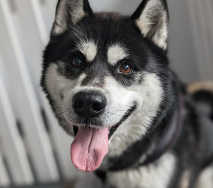 Black and white husky.