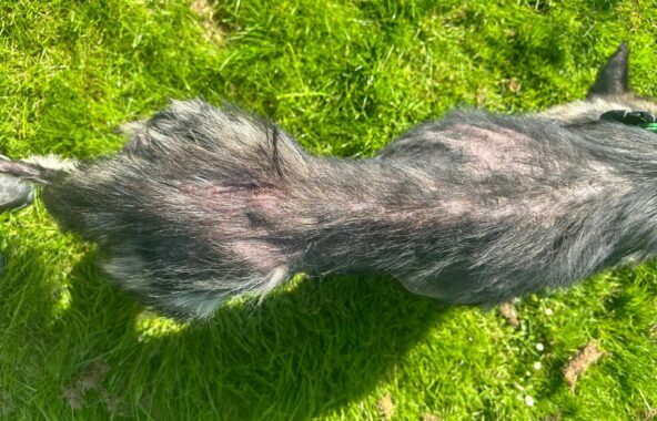 Back and top of malnourished dog