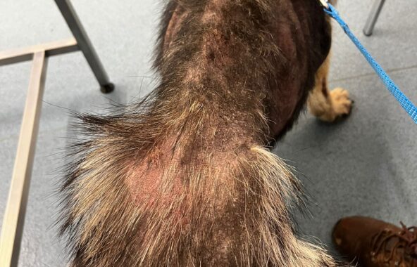 Back and top of malnourished dog