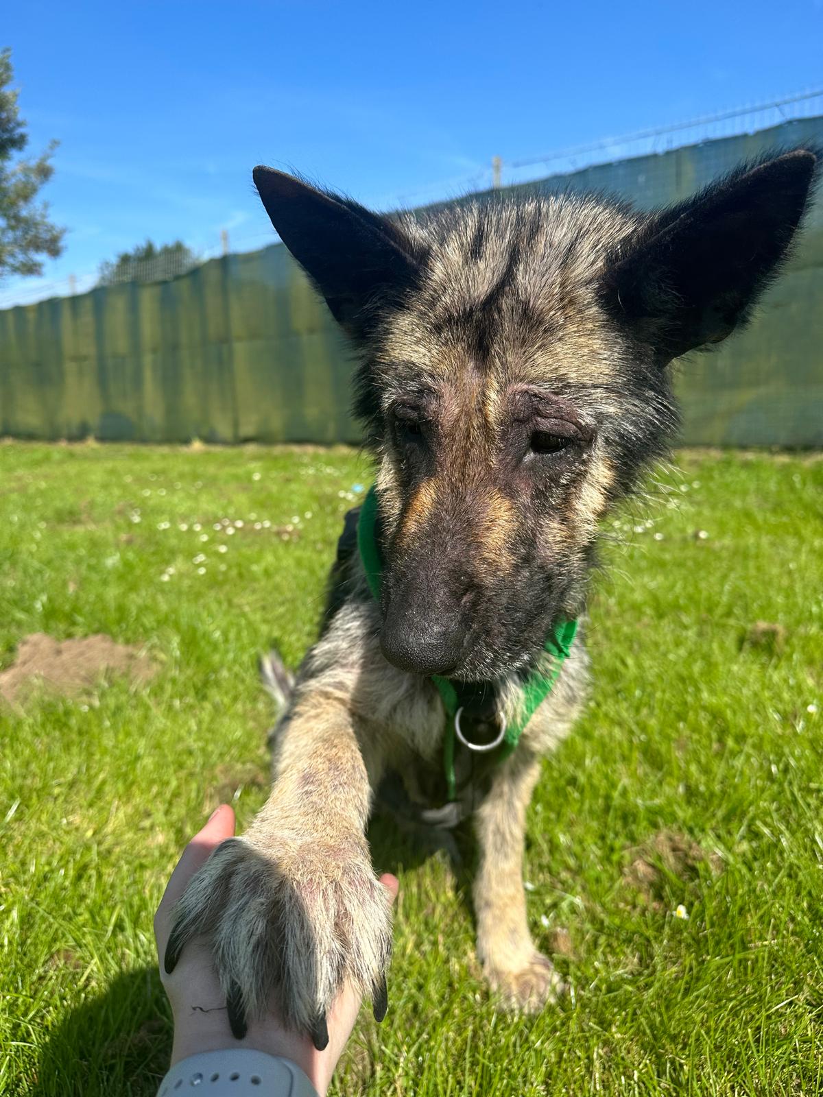 Malnourished German Shepherd sat in grass