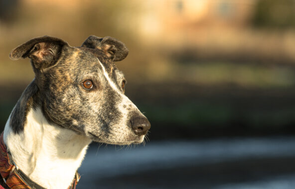White and brindle lurcher looking to right side of image frame with golden sunlight in background
