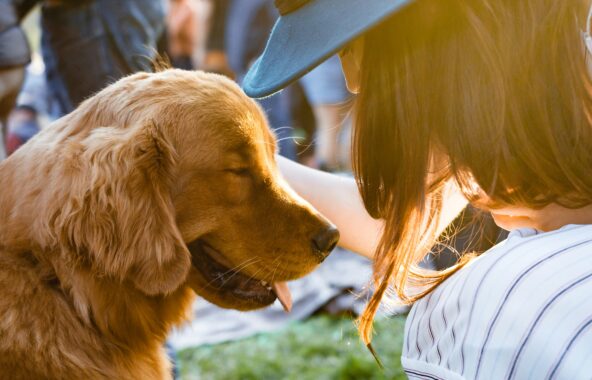 Golden Retriever dog in outside setting looking at his owner whose face you can see the side of with long brown hair, wearing a blue hat and a striped t-shirt