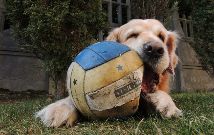 Golden Retriever laying down chewing blue yellow and white football