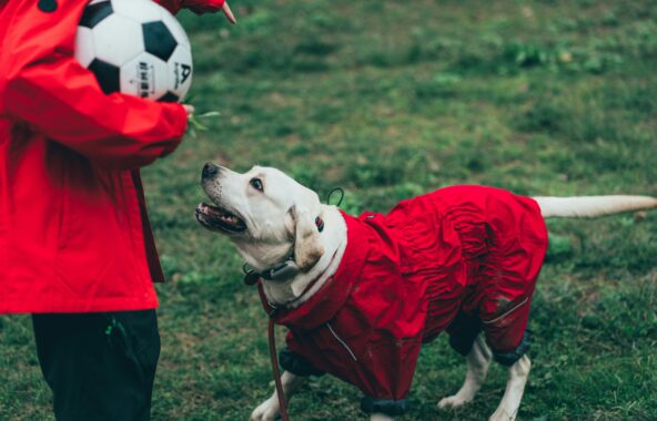 Yellow Golden Retriever wearing red raincoat waiting for person wearing red raincoat and black trousers to throw a football
