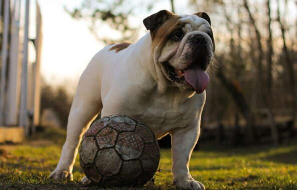 Brown and white Olde English Bulldogge playing with worn football
