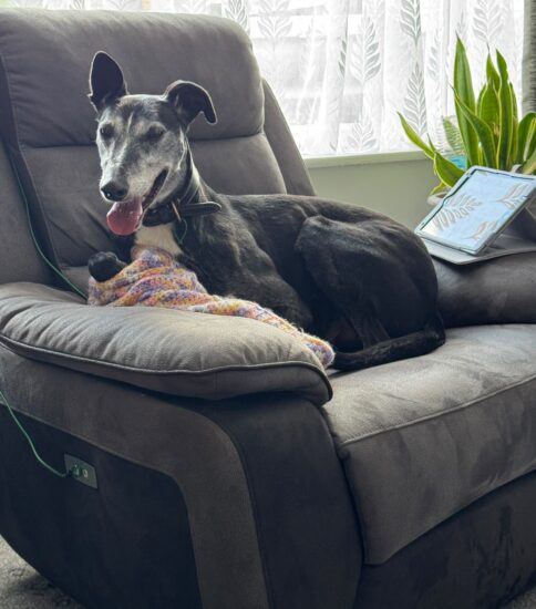 Billy, a 8 years old male Lurcher available for adoption from Jerry Green Dog Rescue in Lincolnshire