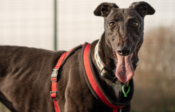 black-coated greyhound outside looking content