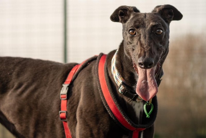 black-coated greyhound outside looking content