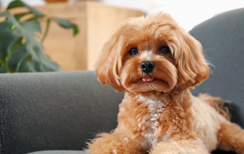 Tan and white poochon lying on a sofa with its tongue sticking out.