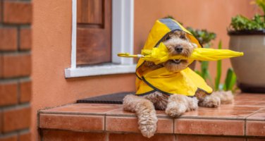 Cockapoo wearing a yellow raincoat with hood and an umbrella.