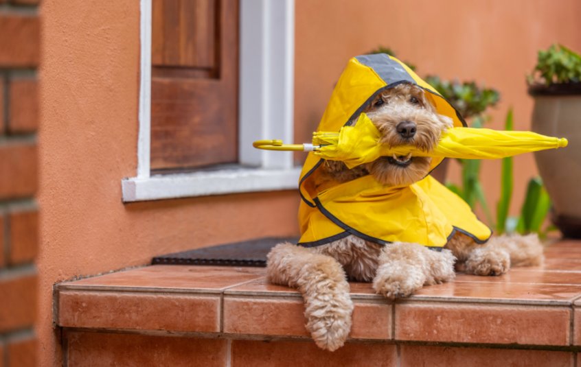 Cockapoo wearing a yellow raincoat with hood and an umbrella.
