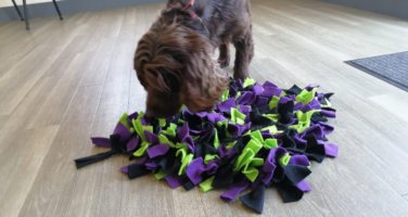 A brown spaniel with it's nose sniffing into a purple and green snuffle mat