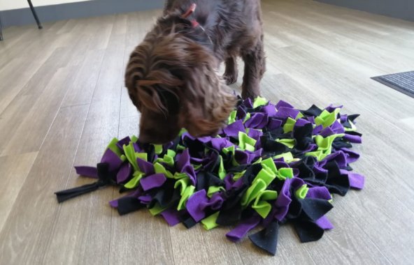 A brown spaniel with it's nose sniffing into a purple and green snuffle mat
