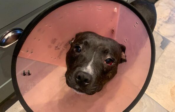 A dark brown Staffordshire Bull Terrier with a pink medical cone around her kneck. She is looking up at the camera with a soft face.