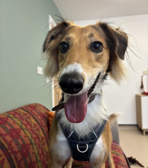 Bob, a 2 years old male Saluki available for adoption from Jerry Green Dog Rescue in Lincolnshire