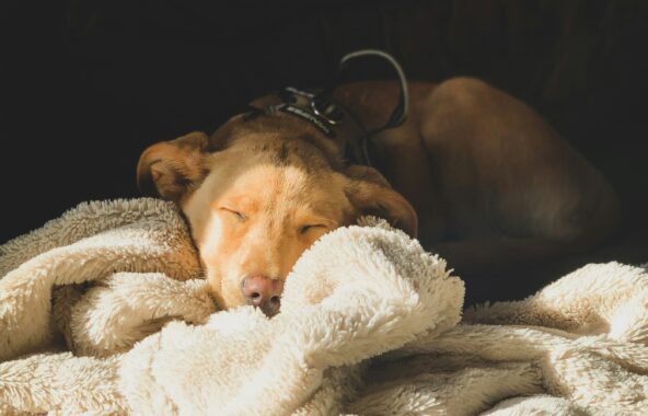 Sleeping dog on blanket