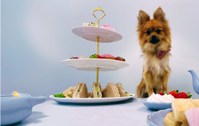 Long haired chihauha wearing a red bow tie, sitting on a table next to a cake stand with sandwiches and cakes.