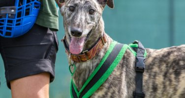 a brindle-coated greyhound outside