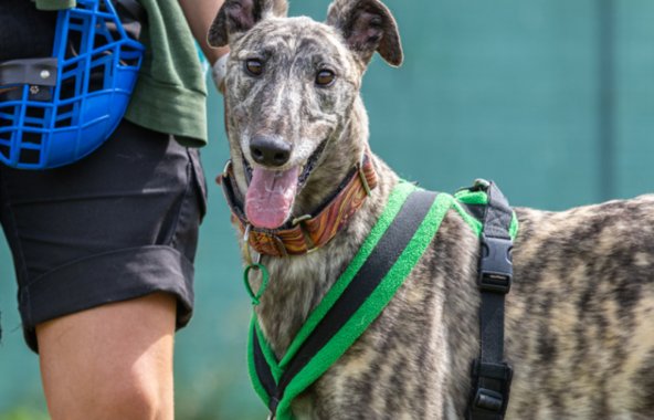 a brindle-coated greyhound outside
