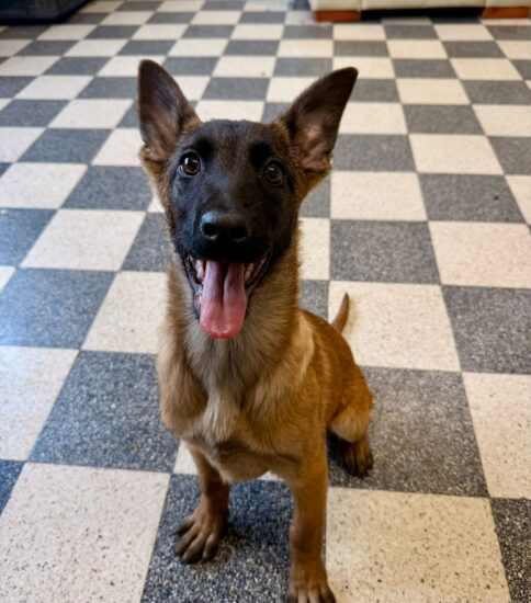 Calippo, a 3 months old female Belgian Malinois available for adoption from Jerry Green Dog Rescue in Brigg, Lincolnshire