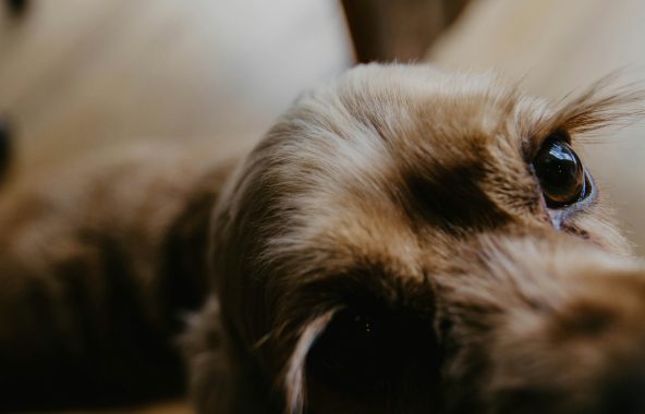 Close up of dog's face with big eyes and long eyelashes.