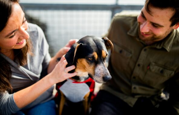 A lady on left side of image wearing a three quarter length sleeved grey top and blue jeans, a black white and tan cross breed dog in the middle looking downwards and a man on the right with brown hair wearing a green khaki shirt and blue jeans