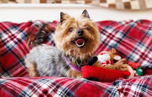 Yorkshire terrier on red tartan blanket