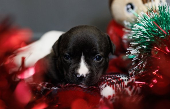 Tiny puppy surrounded by Christmas decorations