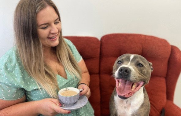 Brindle and white staffie sitting on a tan sofa with a girl in a green dress holding a cup of tea.