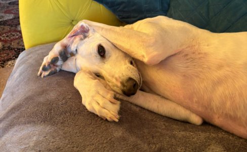 Lurcher lying on a sofa with paws over his head.