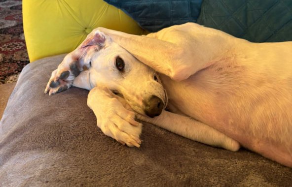 Lurcher lying on a sofa with paws over his head.