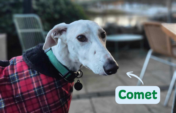 White Lurcher wearing a red and black tartan coat and a green collar.