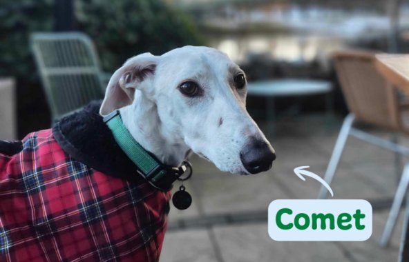 White Lurcher wearing a red and black tartan coat and a green collar.