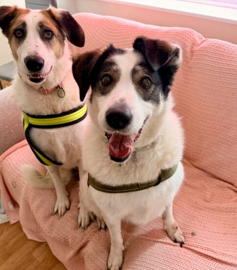 Emy & Daisy, a 7 years old female Crossbreed available for adoption from Jerry Green Dog Rescue in Lincolnshire