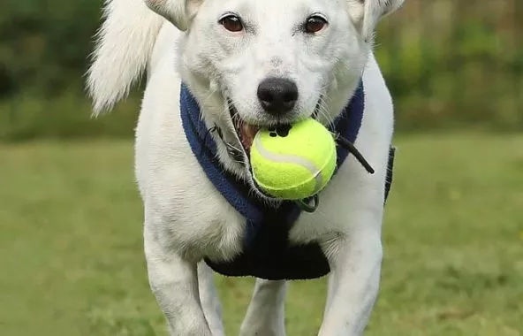 Dan at Jerry Green Dog Rescue