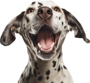 Smiling dalmation with floppy ears.
