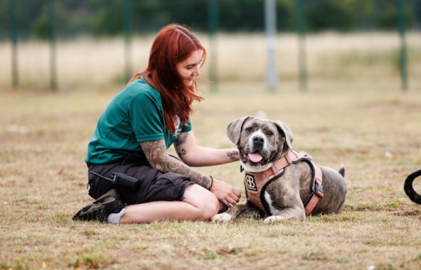 Dog laid on ground with Dog Welfare Assistant