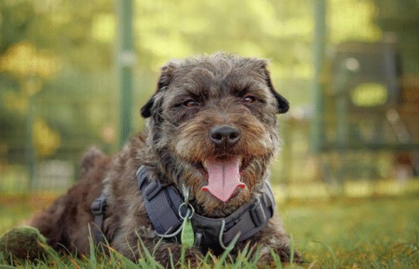 Terrier type dog wearing a black harness, lying down in a field.