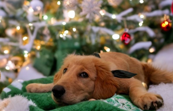 Cute puppy under Christmas tree