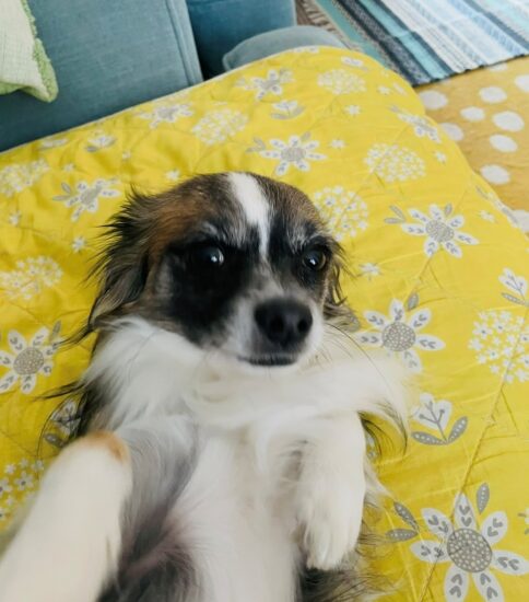 Dylan, a 4 years old male Chihuahua available for adoption from Jerry Green Dog Rescue in Lincolnshire