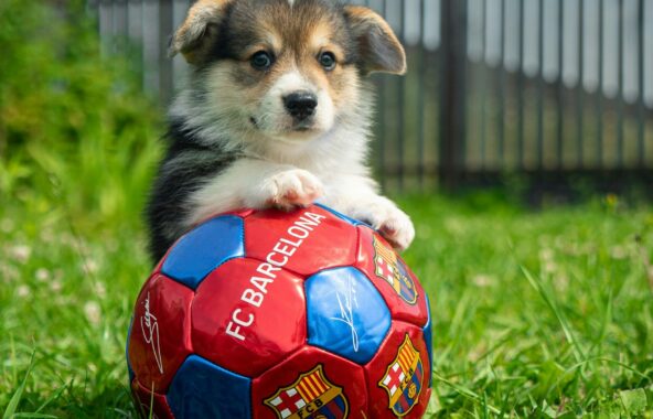 Brown and white crossbreed puppy with front paws on red white and blue FC Barcelona football
