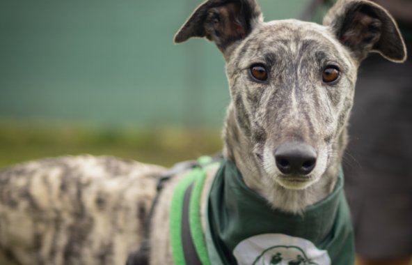 Image of a greyhound wearing a Jerry Green Dog Rescue bandana