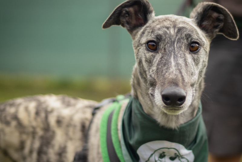 Image of a greyhound wearing a Jerry Green Dog Rescue bandana