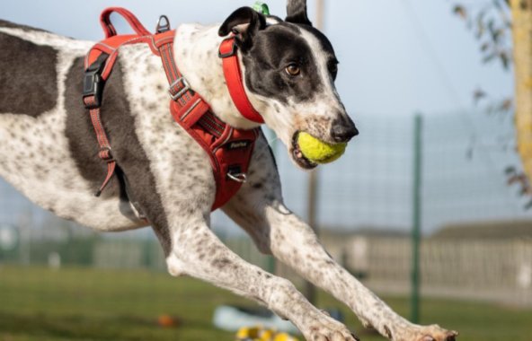 greyhound playing with a ball outside