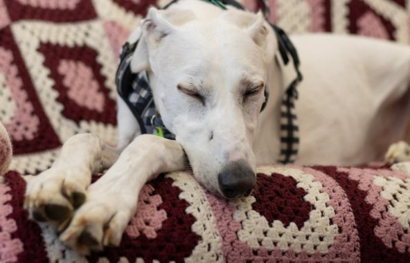 greyhound sleeping peacefully on a crocheted blanket