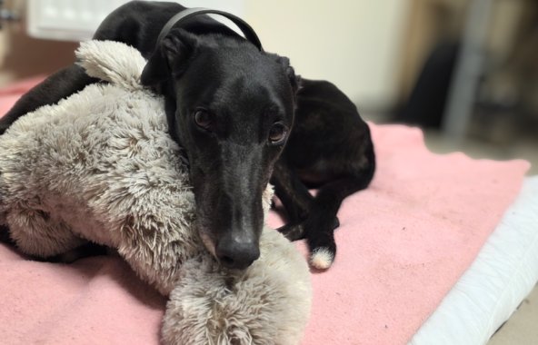 greyhound cuddled up with a toy in bed
