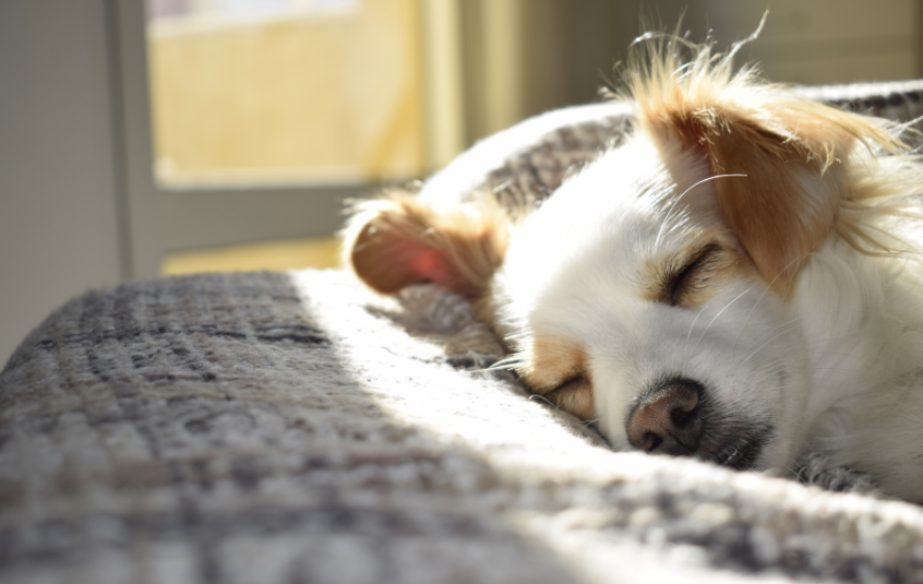 Long haired tan and white dog lying asleep on a sofa in a patch of sunlight.